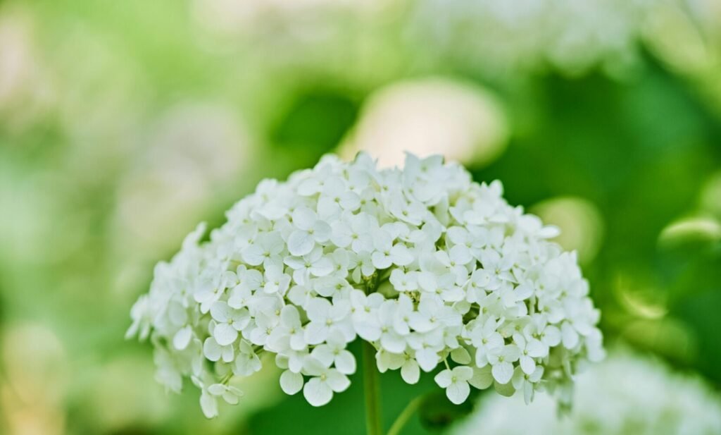 hortensias blancs